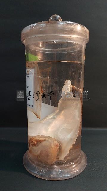 牡蠣藏品圖，第4張