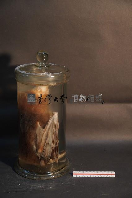 狐蝠藏品圖，第4張