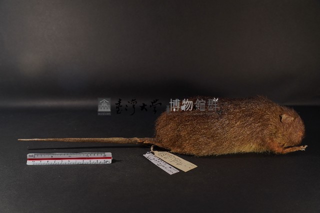 鬼鼠藏品圖，第4張
