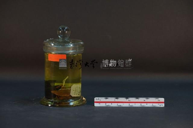 鼴鼠藏品圖，第4張