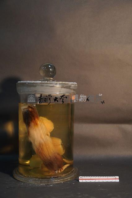 天竺鼠的切面藏品圖，第4張