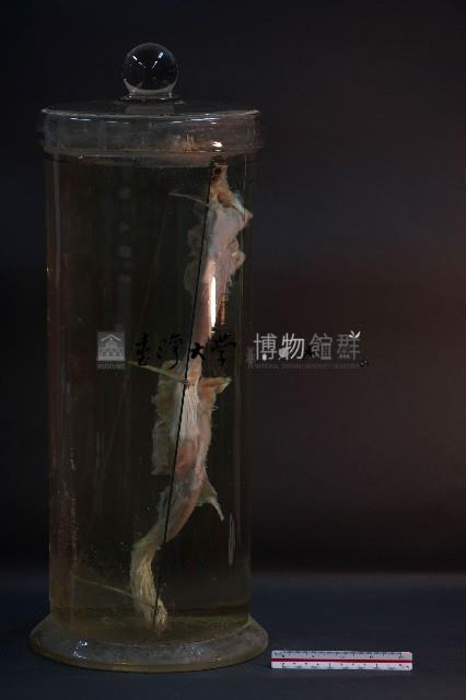 哺乳類腿的解剖藏品圖，第4張