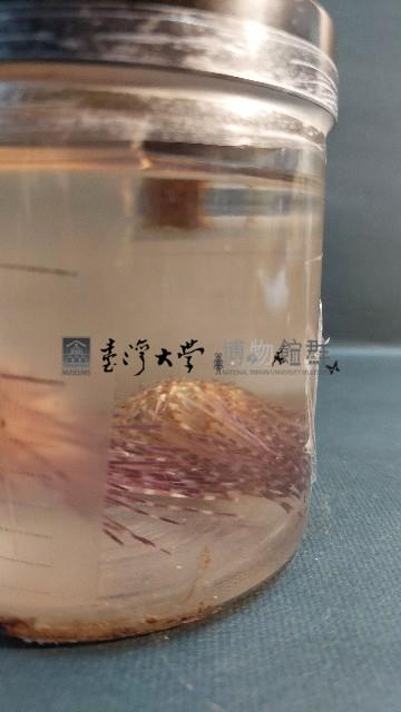 刺冠海膽藏品圖，第4張