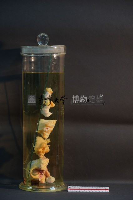 犬耳之解剖藏品圖，第4張