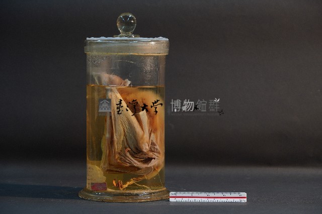 蝙蝠藏品圖，第4張