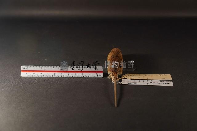 月鼠藏品圖，第4張