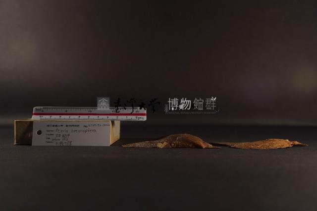 朱紅鶯蛤藏品圖，第4張