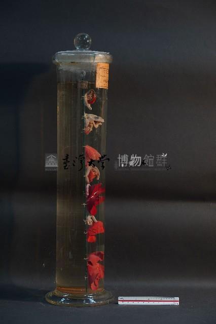 脊椎動物呼吸器官之比較藏品圖，第4張