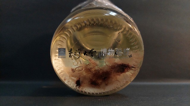 風聖水母藏品圖，第4張