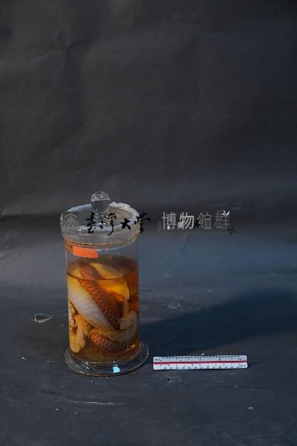 臺灣穿山甲藏品圖，第4張