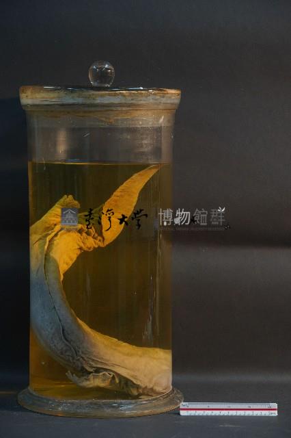 大鯢藏品圖，第4張