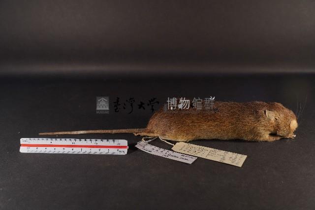 小黃腹鼠藏品圖，第4張