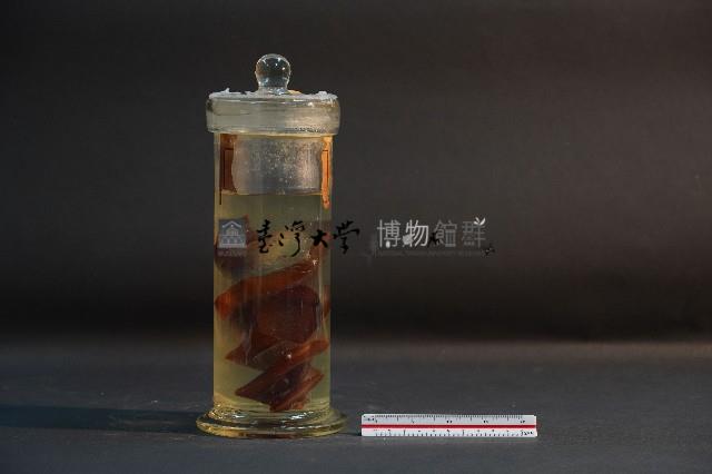 日本異齒鯊的卵鞘藏品圖，第4張