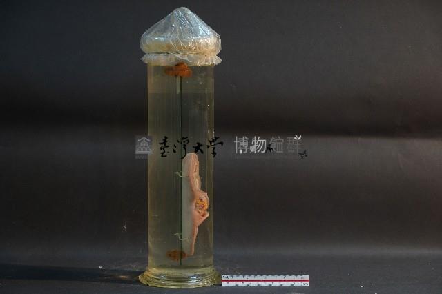 腎臟剖面(豬)藏品圖，第4張