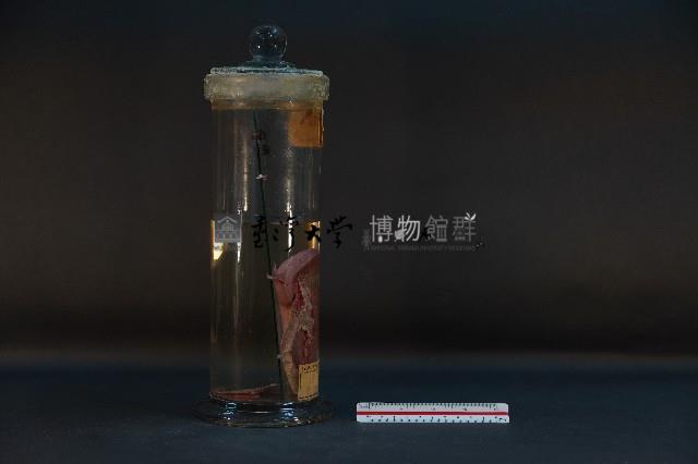 豬腎 (解剖與色素注射)藏品圖，第4張