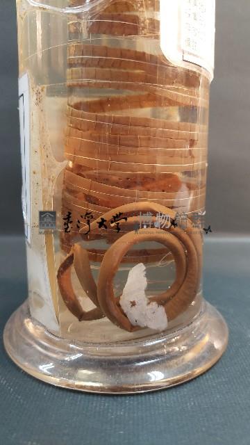 有鉤條蟲藏品圖，第4張