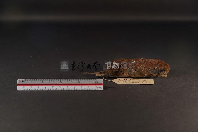 史密斯絨鼠藏品圖，第4張