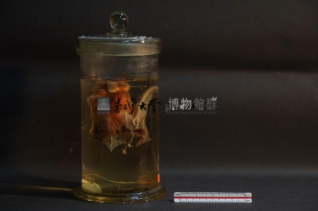 蝙蝠藏品圖，第4張