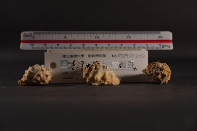 白齒岩螺藏品圖，第4張