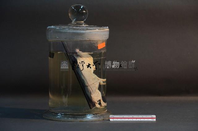 羊的胚胎藏品圖，第4張