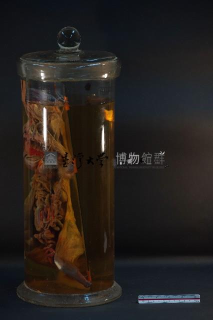 兔的循環藏品圖，第4張
