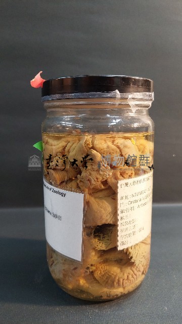 羽狀海葵藏品圖，第4張