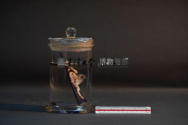 臺灣穿山甲的胎兒在母體內發育過程-2藏品圖，第4張