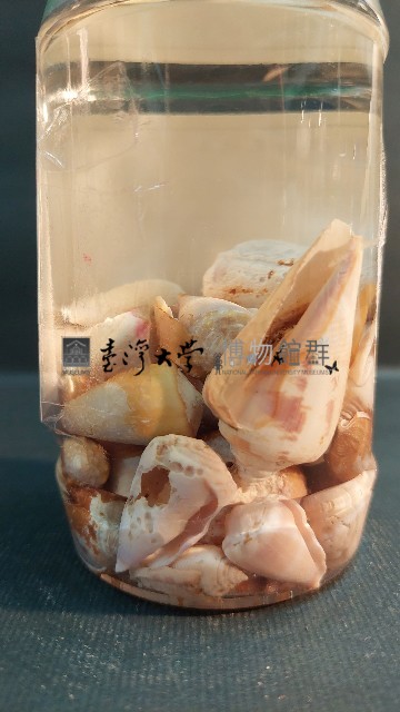芋螺藏品圖，第4張