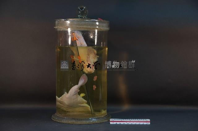 兔頭解剖+魚藏品圖，第4張