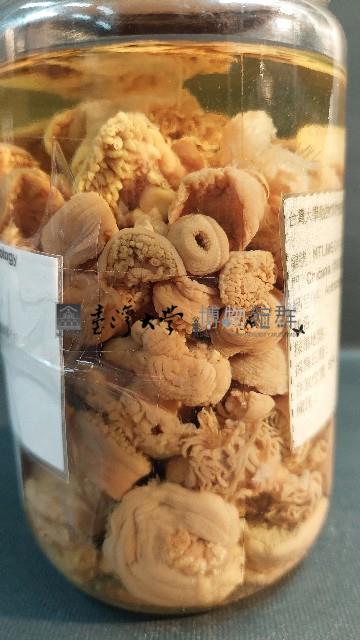 羽狀海葵藏品圖，第4張