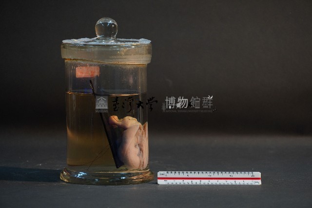 臺灣穿山甲的胚胎藏品圖，第4張