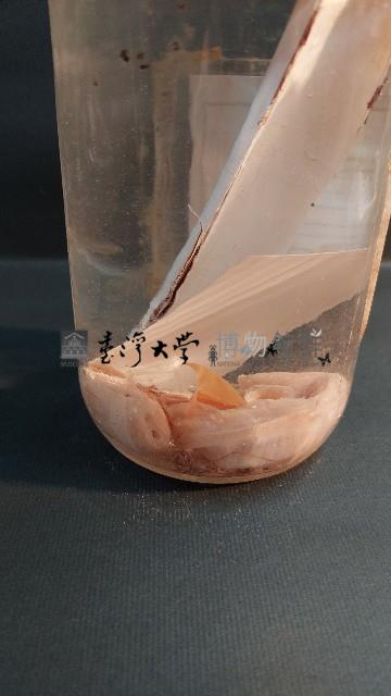 竹蟶藏品圖，第4張