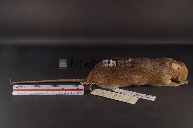 小黃腹鼠藏品圖，第4張