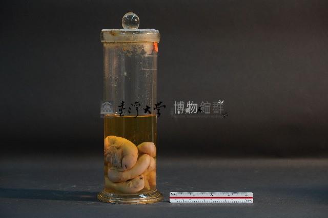 豬的胚胎藏品圖，第4張