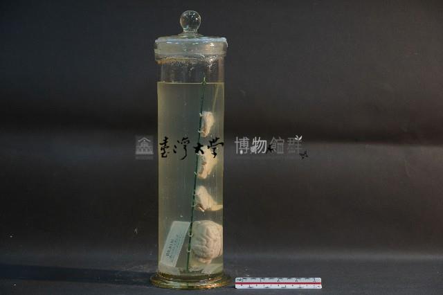 狗腦的解剖藏品圖，第4張