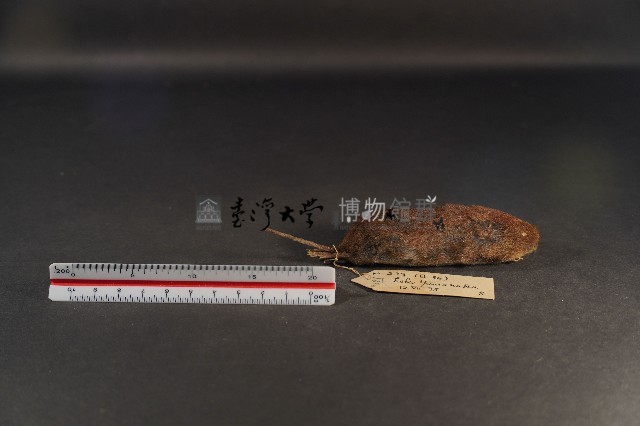 史密斯絨鼠藏品圖，第4張
