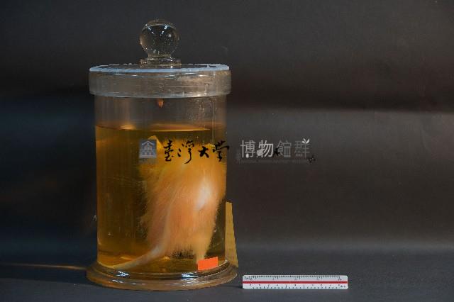 鬼鼠藏品圖，第4張