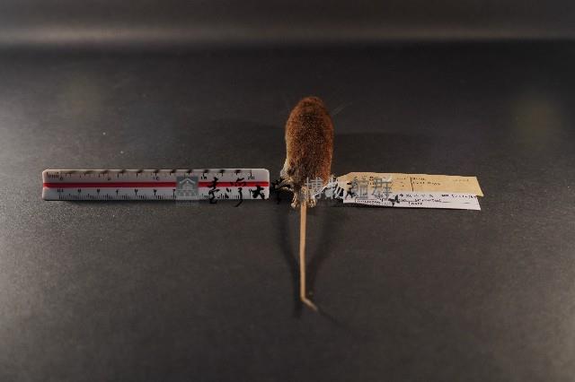臺灣森鼠藏品圖，第4張