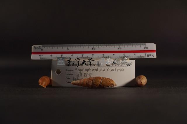 煙管螺藏品圖，第4張