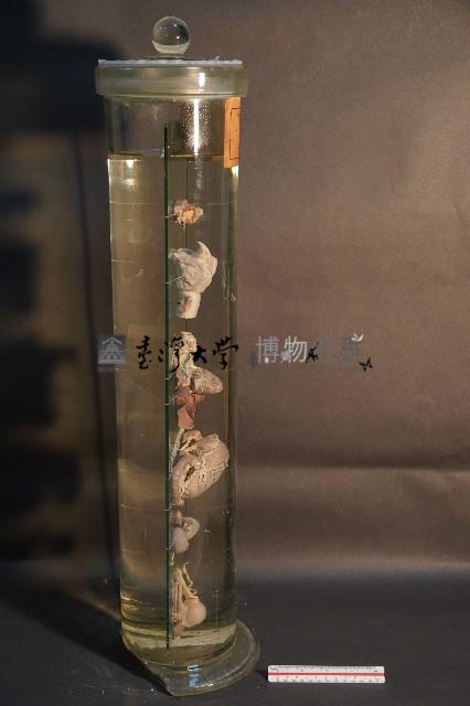 犬及貓隻內分泌器官藏品圖，第4張