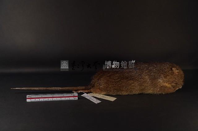 鬼鼠藏品圖，第4張