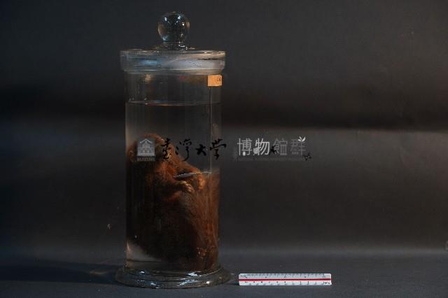 赤腹松鼠藏品圖，第4張