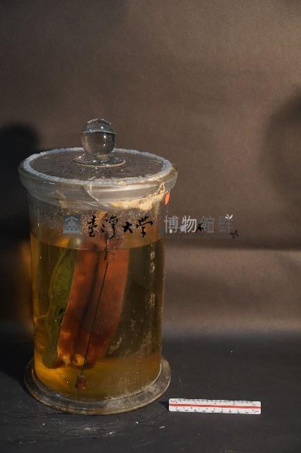 赤腹松鼠的切面藏品圖，第4張