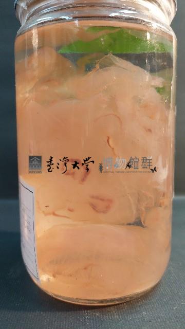 海月水母藏品圖，第4張