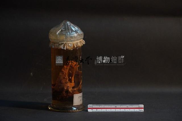 海鳳梨藏品圖，第4張