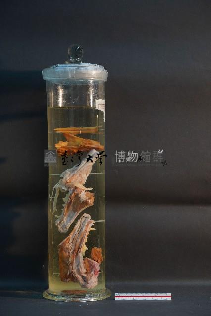 犬之頭骨切面藏品圖，第4張