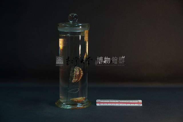 石鱉 (錦石鱉和海膽石鱉)藏品圖，第4張