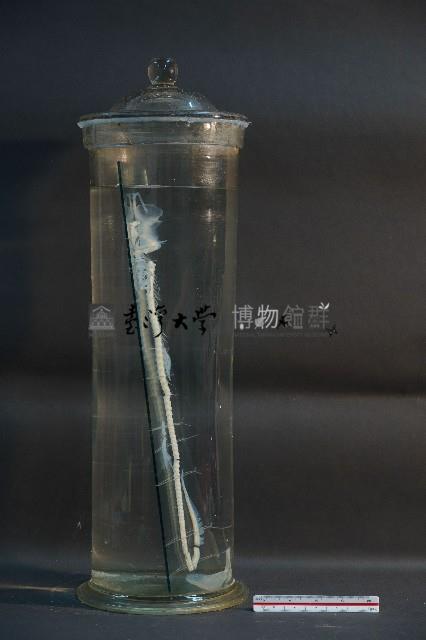 鯊魚的骨骼藏品圖，第4張