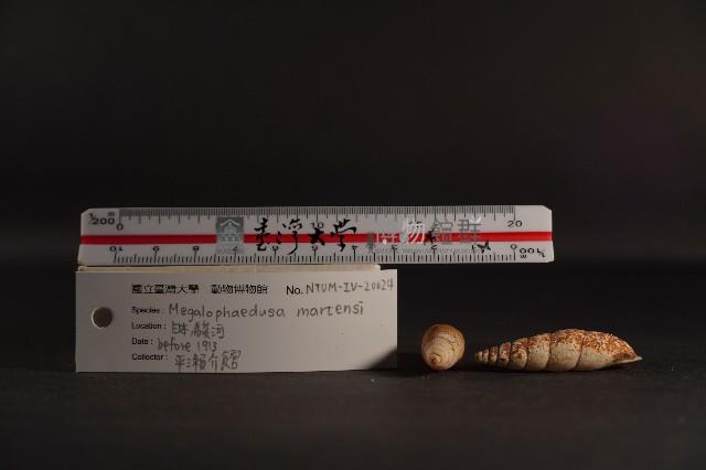 煙管螺藏品圖，第4張