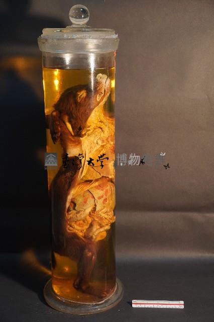 犬之內臟器官藏品圖，第4張